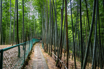 Pathway through bamboo forest at Fushimi Inari shrine, Japan, Kyoto