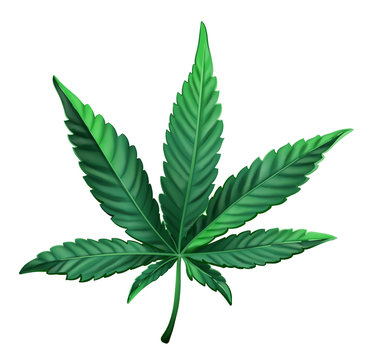 Realistic vector illustration of cannabis leaf. Green marijuana leaf isolated. Vector eps 10.