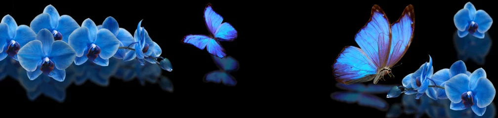 Fotobehang blue butterfly and blue orchid © danilag