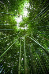 bamboo grove in Asia. Green natural background. View top of bamboo trees and sun