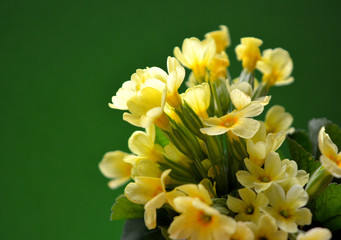 Obraz premium Delicate little yellow flowers of primrose on a green background. Beautiful spring composition. Postcard, congratulation.