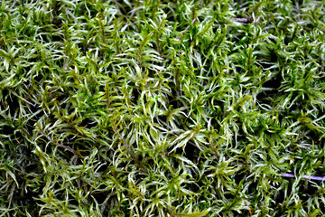 Obraz premium Bright beautiful green moss. Texture, background.
