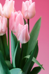 チューリップの花　春イメージ