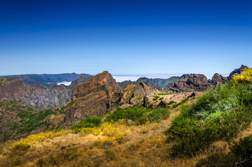 Blooming meadow high up at Madeira mountains