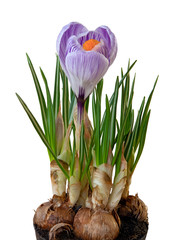 Beautiful blue Crocus (Magnoliopsida) isolated on white background, including clipping path.
