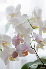 Fototapeta na wymiar Fragment of blooming white and pink orchids.