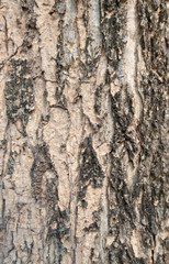 Natural surface bark of tree skin