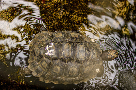 Tourtle Gigant