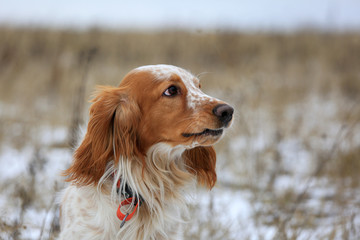 Dog breed Russian hunting spaniel for a walk in winter outdoors portrait
