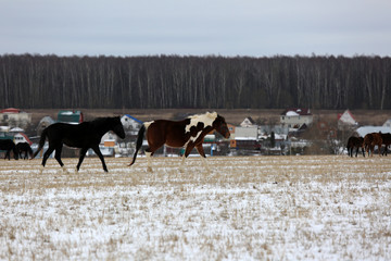 Horses in a winter field near a village in Moscow region in Russia