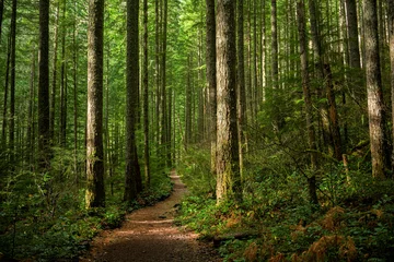  Path through Sunlit Forest © FattalPhotography