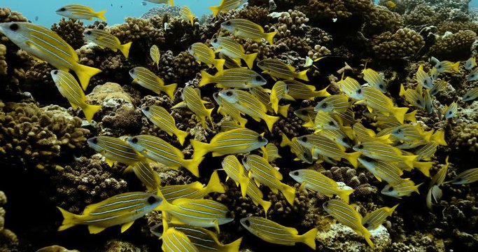 Bluelined snapper fish near coral reefs in the Pacific Ocean. Underwater life with shoal of tropical yellow fish. Diving in the clear water.