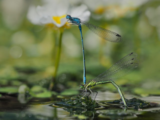 Common blue damselfly