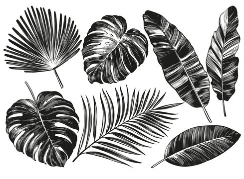 Tropical leaves, Jungle botanical floral elements. Palm leaves, hand drawn vector illustration realistic sketch isolated on white background
