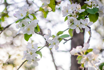 Beautiful branch of a blooming apple tree