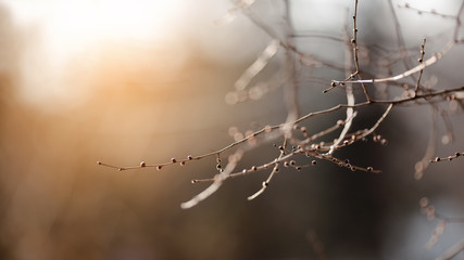 Young buds on the bare branches. Beautiful spring natural background. Branches on a blurred background. The birth of a new plant life.