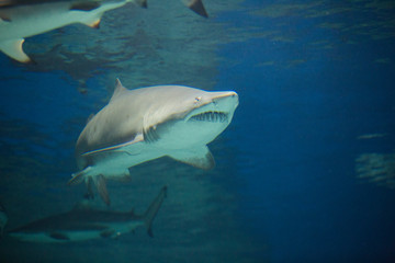 Great white shark in the aquarium,   Carharodon carch