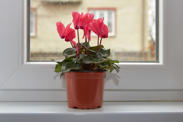 Cyclamen in a flowerpot,cyclamen in a flower pot in the room on the windowsill
