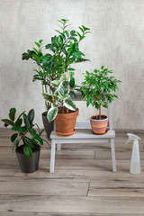 Ficus and zamiokulkas in the dwelling. The concept of home garden, house plant production.