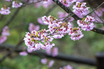 桜の花　春イメージ