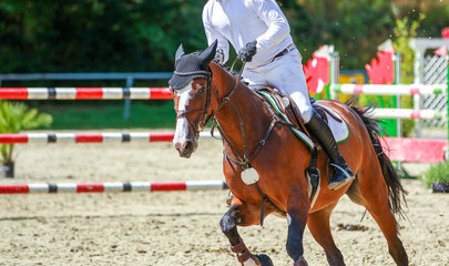 Horse brown close-up from the front with his ears on a tournament with a rider galloping..