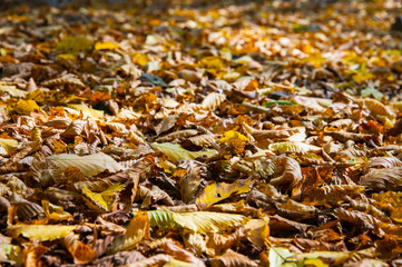 Abstract background of yellow autumn oak leaves lie curled up on the ground. Soft focus real forest. Habitat foliage