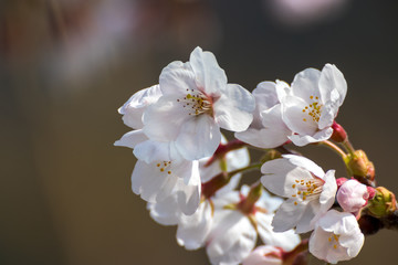 Fototapeta premium 桜の花 春イメージ