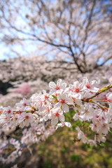 桜の花　春イメージ