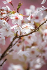 桜の花　春イメージ