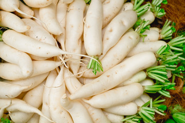 Freshly harvested bunch of organic white radish, which is beneficial to health such as in protecting the heart, and aids in digestion. Selective focus.