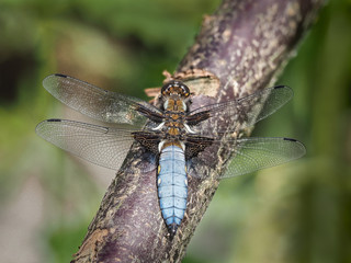 Broad Bodied Chaser