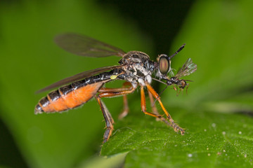Dioctria hyalipennis is a genus of robber fly in the family Asilidae.