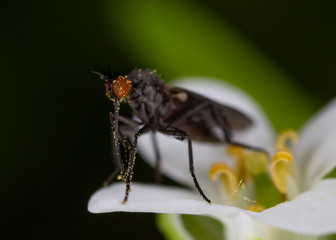 Empis tesselata male. Dance Fly (Empis tesselate) on a plant.