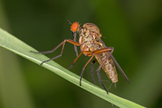 Bright dance fly Empis livida. 