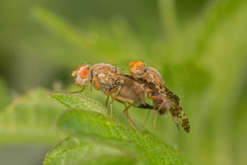 Oxyna parietina  is a species of fruit fly in the family Tephritidae.
