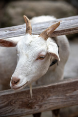 ヤギのポートレート