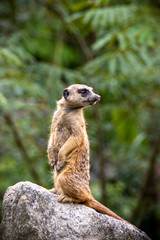 ミーアキャットのポートレート