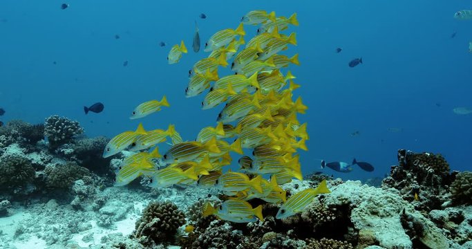 Beautiful bluelined snapper fish in the Pacific Ocean. Underwater life with shoal of yellow fish. Tropical fish near coral reefs. Diving in the clear water.