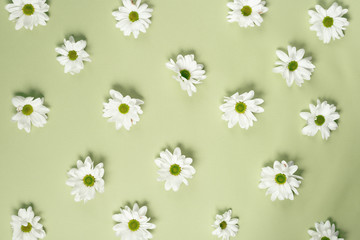 Beautiful, white chrysanthemums lie on a green background. Beautiful flowers. Spring background. International Women's Day. Place for text. Copy space.