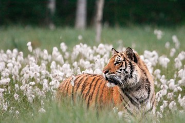 The Siberian tiger (Panthera tigris Tigris), or  Amur tiger (Panthera tigris altaica) in the...