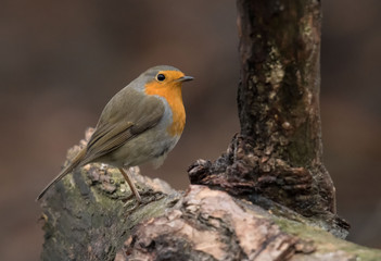 Rotkehlchen (Erithacus rubecula)