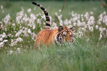 The Siberian tiger (Panthera tigris Tigris), or  Amur tiger (Panthera tigris altaica) in the...