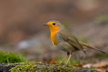 Fototapeta premium Rotkehlchen