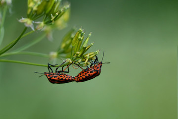 Streifenwanze (Graphosoma lineatum)