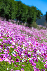 コスモスの花　秋イメージ