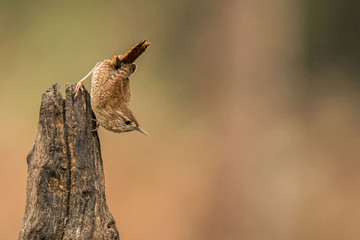 Zaunkönig (Troglodytes troglodytes)