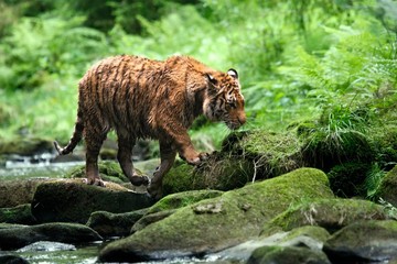 The Siberian tiger (Panthera tigris Tigris), or  Amur tiger (Panthera tigris altaica) in the forest...