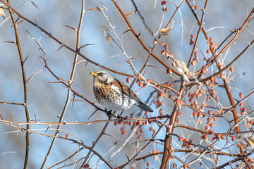 Fieldfare (Turdus pilaris), in the natural habitat