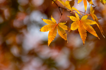 紅葉　秋イメージ