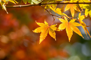 紅葉　秋イメージ
